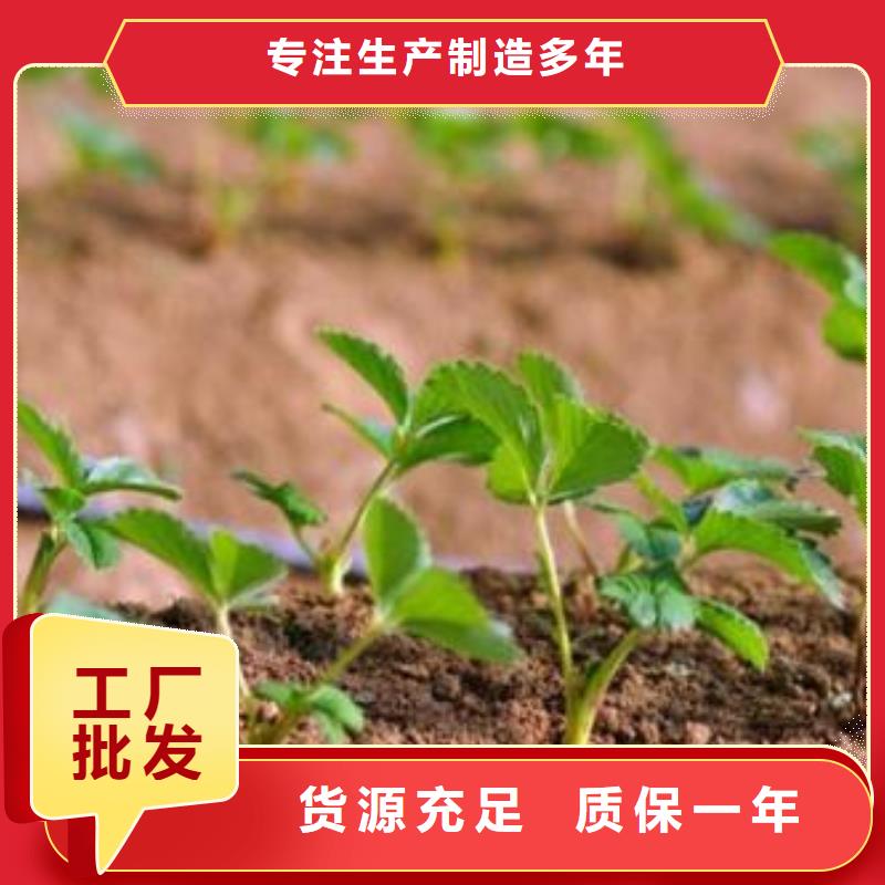 草莓苗蓝莓苗丰富的行业经验