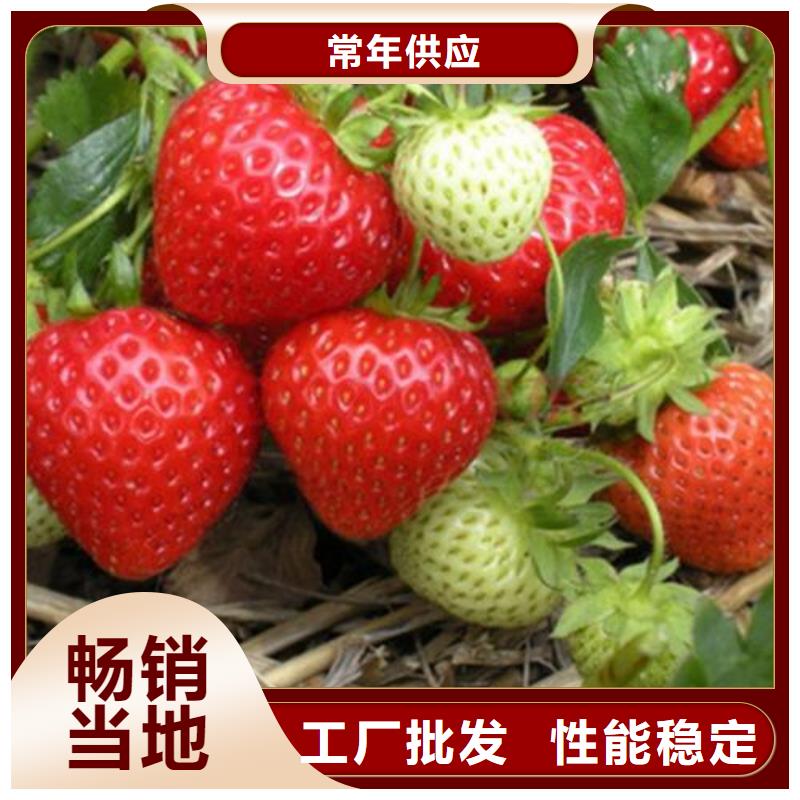 草莓苗_山楂苗质保一年