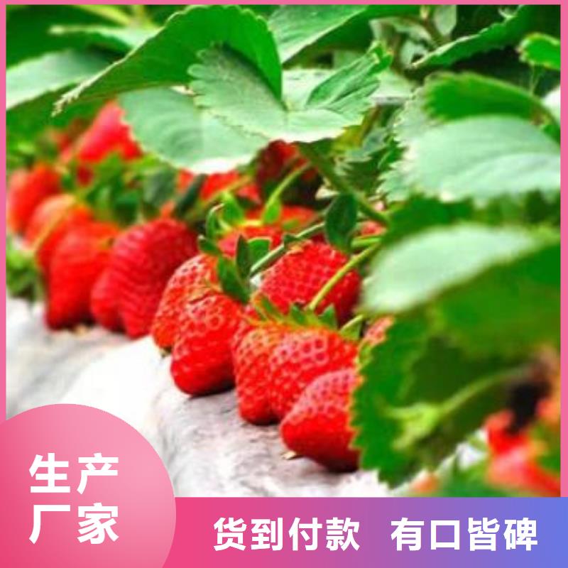 草莓苗蓝莓苗丰富的行业经验