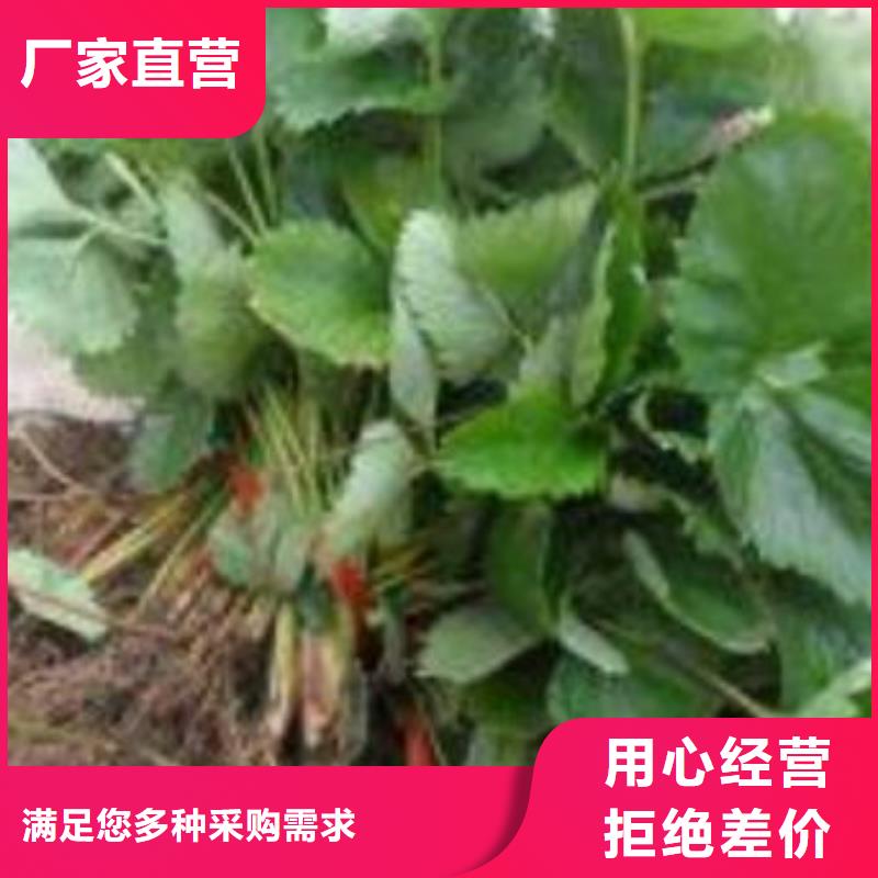 草莓苗_山楂苗质保一年