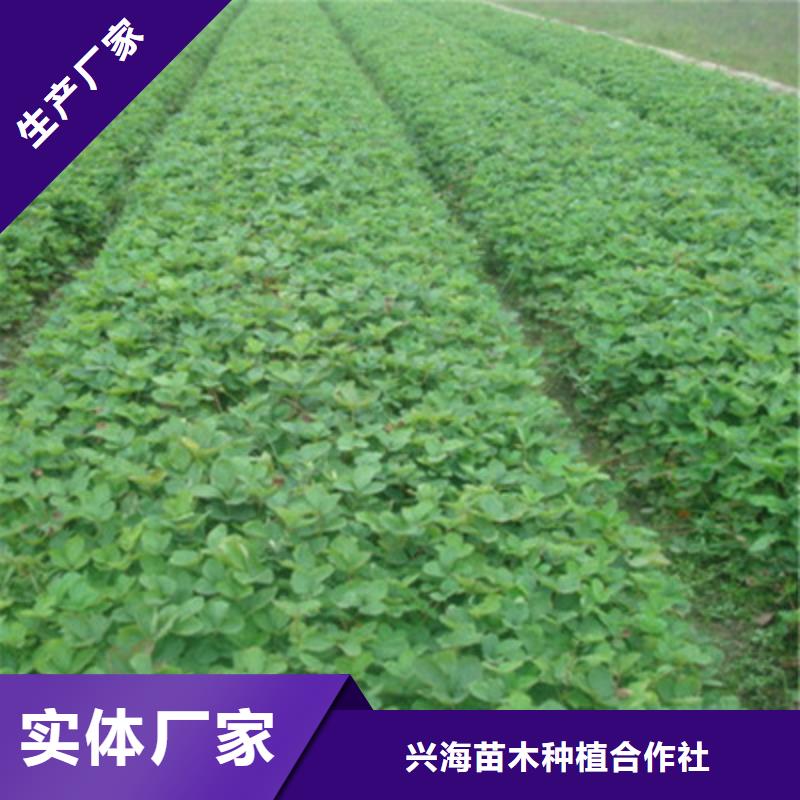 草莓苗_山楂苗质保一年