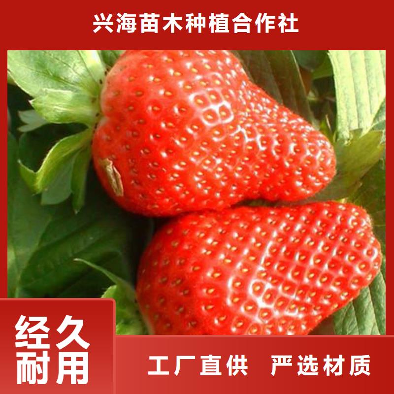 草莓苗_山楂苗质保一年