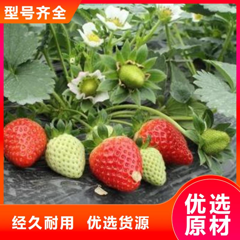 草莓苗_山楂苗质保一年