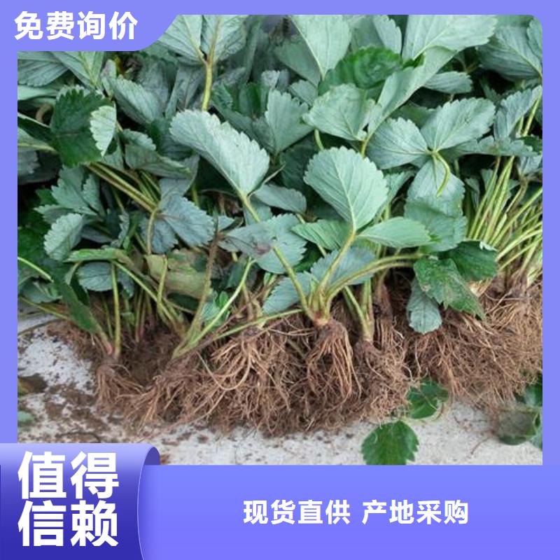 草莓苗蓝莓苗丰富的行业经验