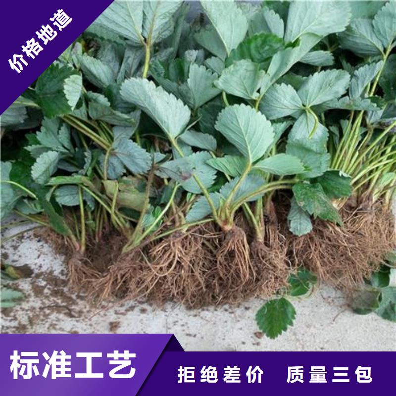 草莓苗_山楂苗质保一年