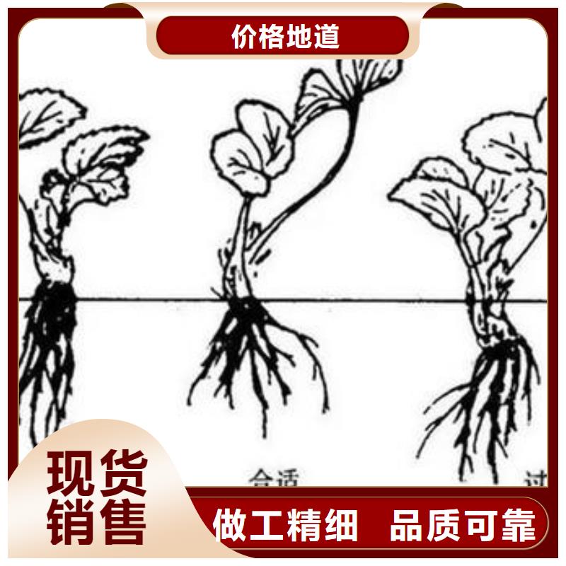 草莓苗_山楂苗质保一年