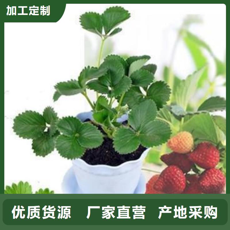 草莓苗蓝莓苗丰富的行业经验
