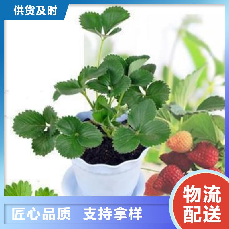 草莓苗_山楂苗质保一年