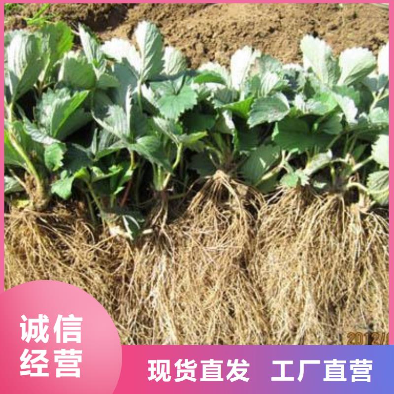 草莓苗_山楂苗质保一年