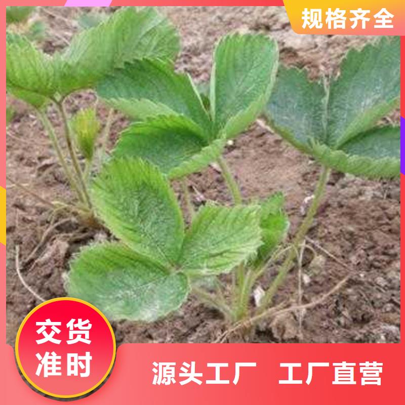 草莓苗_山楂苗质保一年