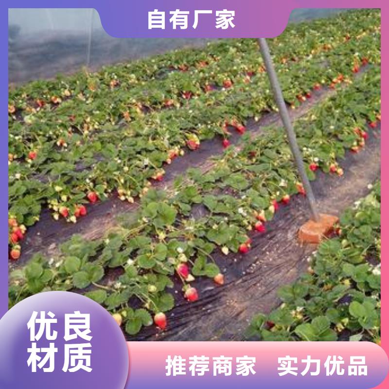 草莓苗_山楂苗质保一年