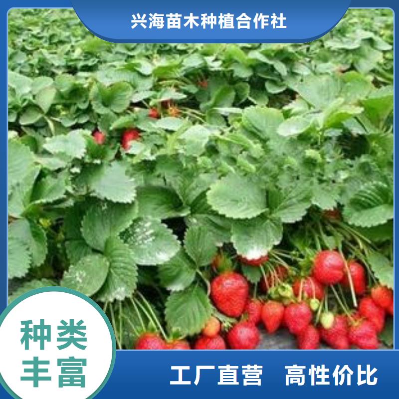 草莓苗_山楂苗质保一年
