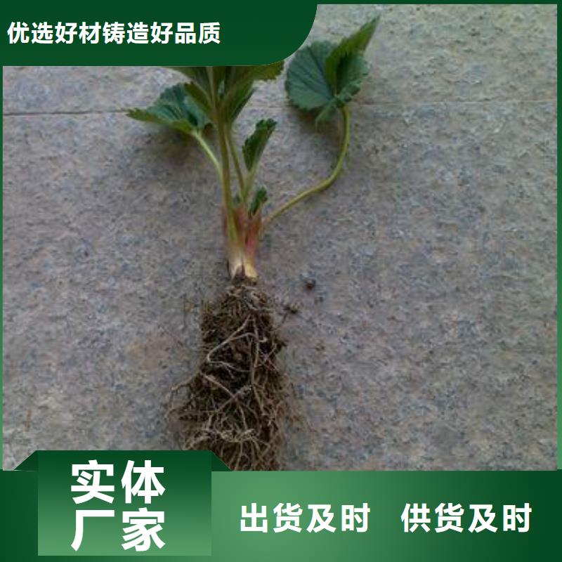 草莓苗_山楂苗质保一年