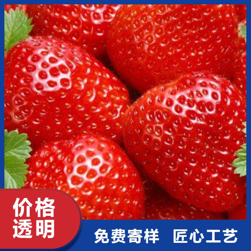 草莓苗_山楂苗质保一年