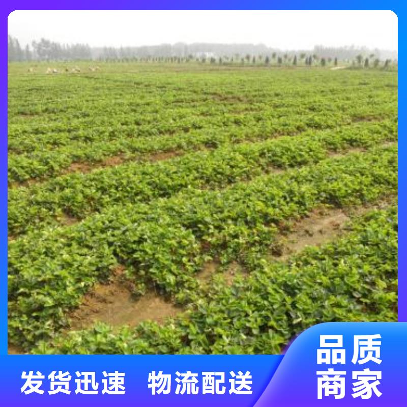 草莓苗蓝莓苗丰富的行业经验