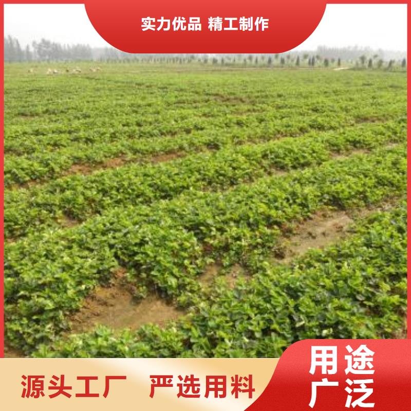 草莓苗_山楂苗质保一年