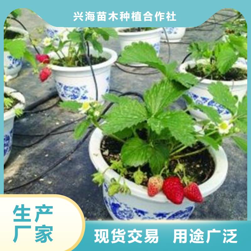 草莓苗_山楂苗质保一年