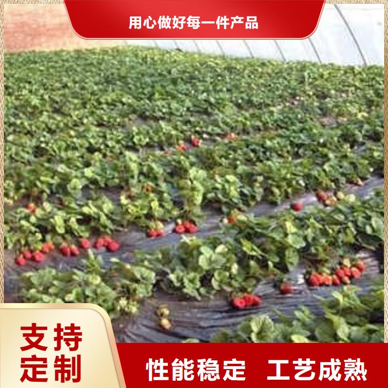 草莓苗_山楂苗质保一年