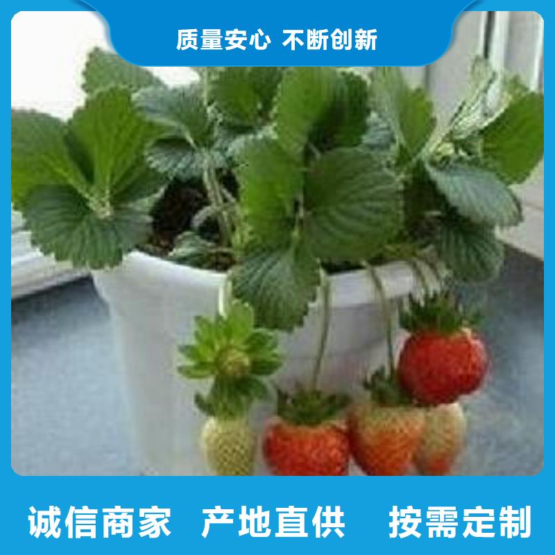 草莓苗_山楂苗质保一年
