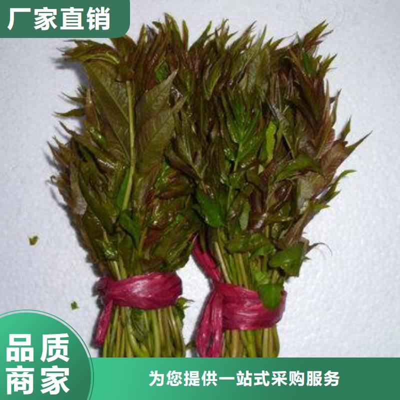 【 香椿苗,板栗苗精选厂家好货】-兴海苗木种植社(丹东市分公司)