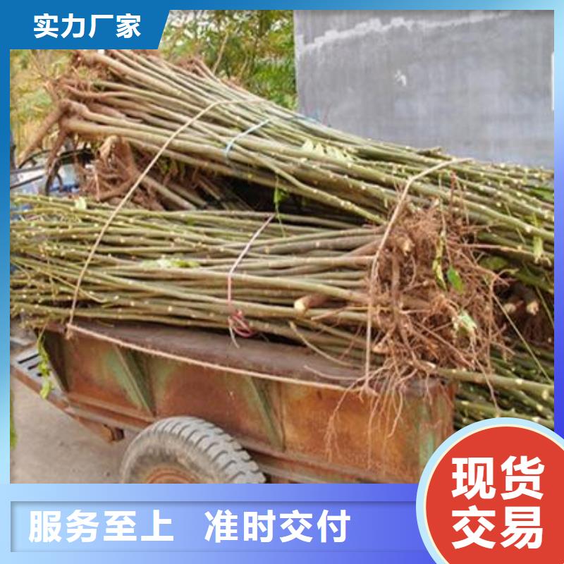 【 香椿苗,板栗苗精选厂家好货】-兴海苗木种植社(丹东市分公司)