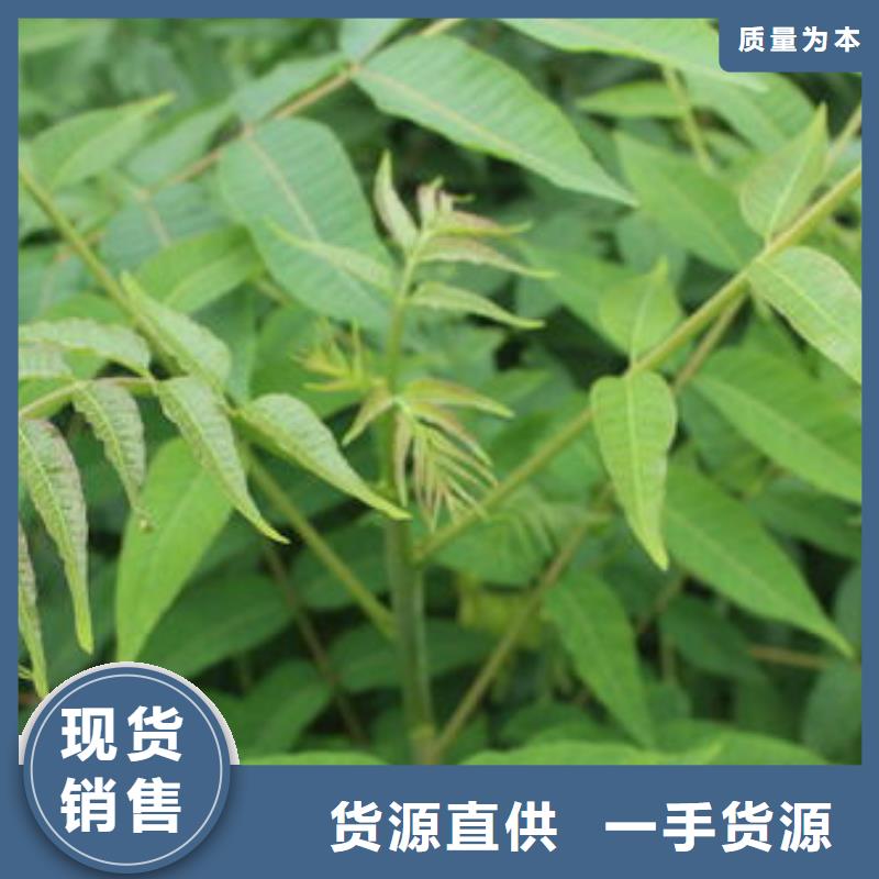 【 香椿苗,板栗苗精选厂家好货】-兴海苗木种植社(丹东市分公司)