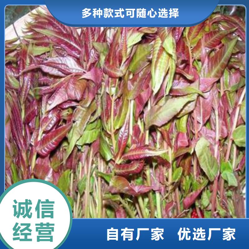 【 香椿苗,板栗苗精选厂家好货】-兴海苗木种植社(丹东市分公司)