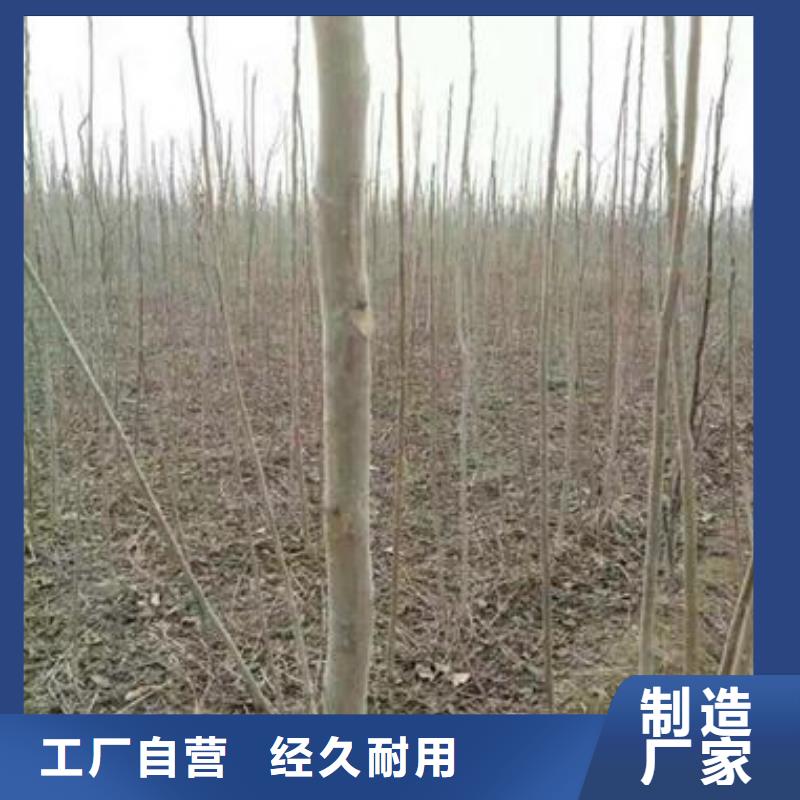 【 香椿苗,板栗苗精选厂家好货】-兴海苗木种植社(丹东市分公司)