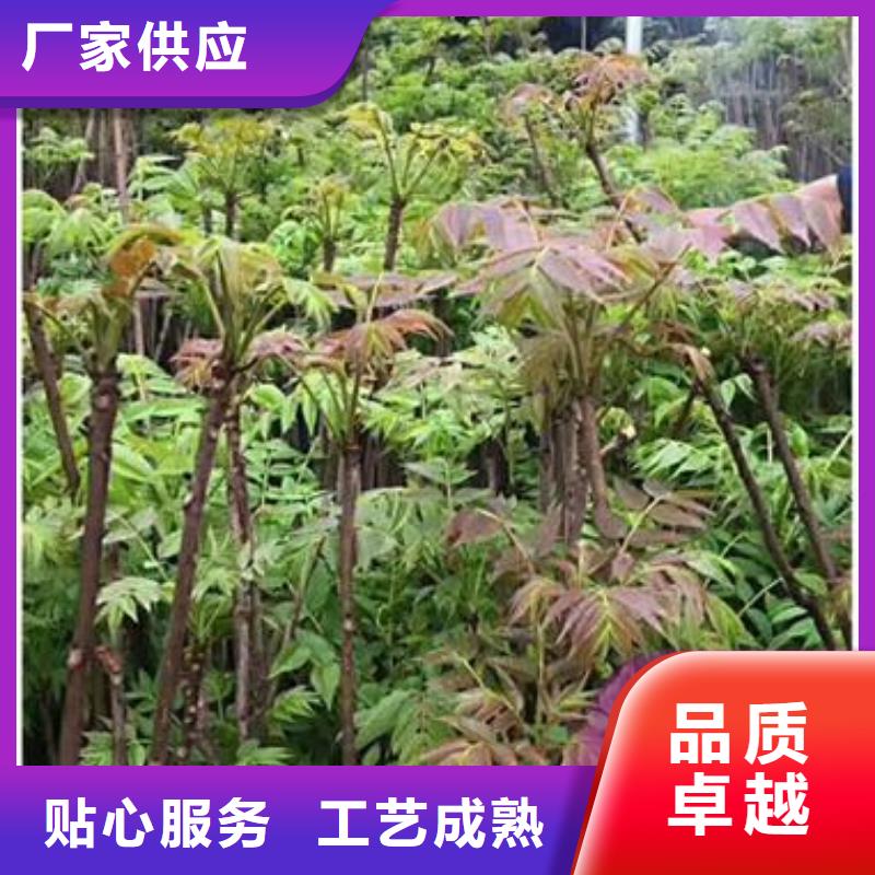 【 香椿苗,板栗苗精选厂家好货】-兴海苗木种植社(丹东市分公司)