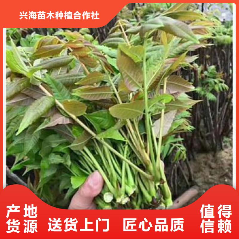 【 香椿苗,板栗苗精选厂家好货】-兴海苗木种植社(丹东市分公司)