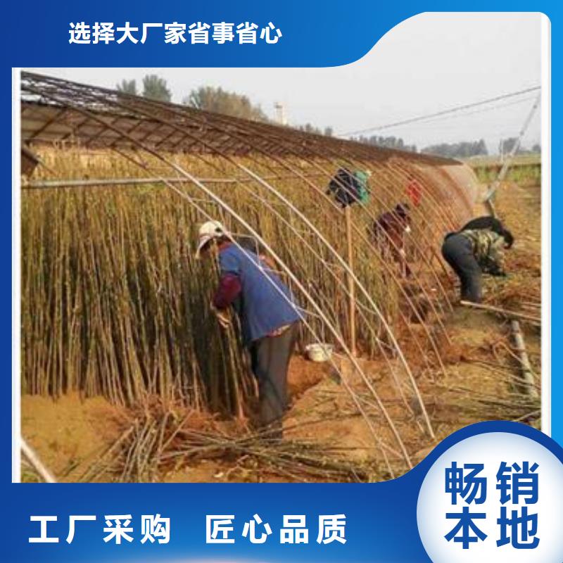 【 香椿苗,板栗苗精选厂家好货】-兴海苗木种植社(丹东市分公司)