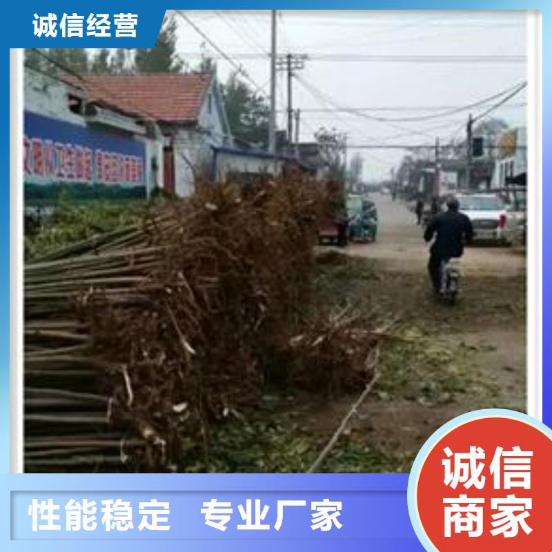 【 香椿苗,板栗苗精选厂家好货】-兴海苗木种植社(丹东市分公司)