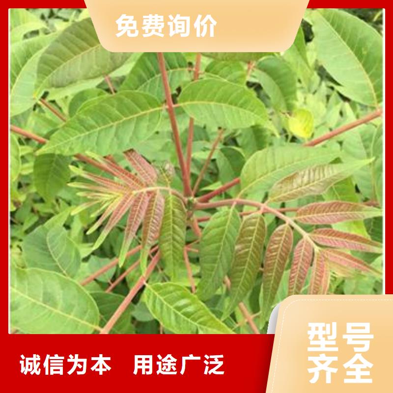 【 香椿苗,板栗苗精选厂家好货】-兴海苗木种植社(丹东市分公司)