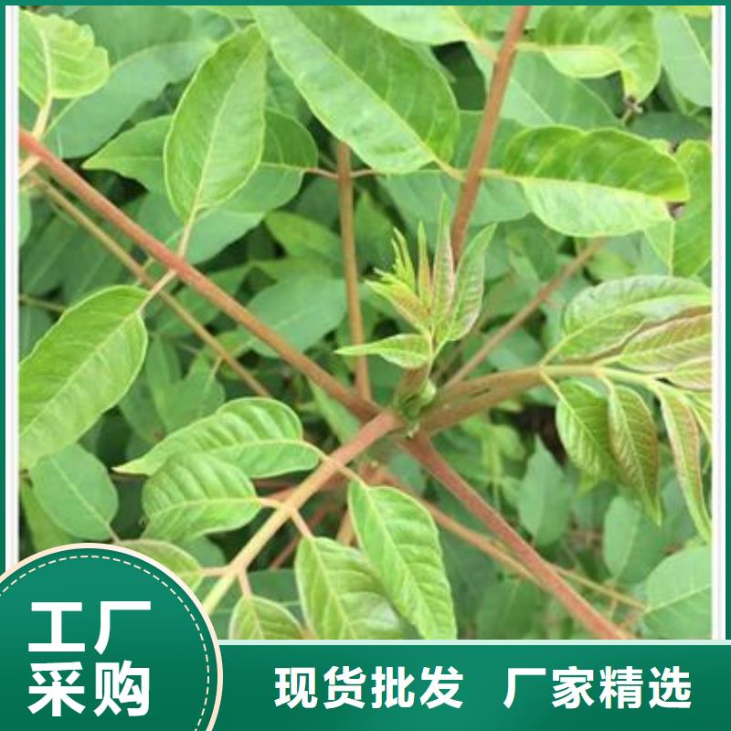 【 香椿苗,板栗苗精选厂家好货】-兴海苗木种植社(丹东市分公司)