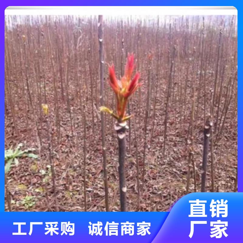 【 香椿苗,板栗苗精选厂家好货】-兴海苗木种植社(丹东市分公司)