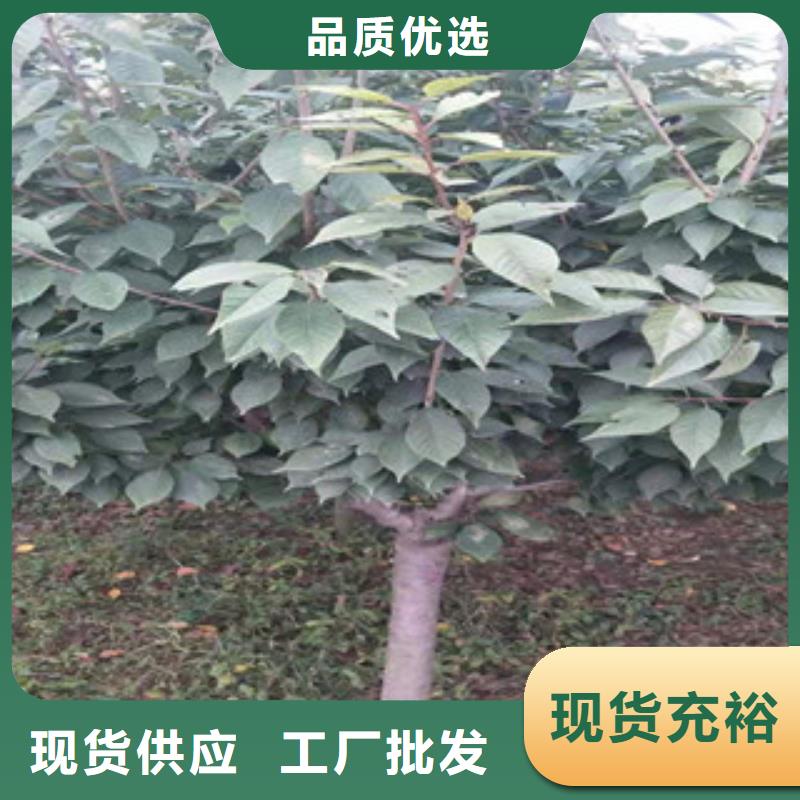 樱花核桃苗樱花苗长果桑树苗买的放心安兴用的舒心