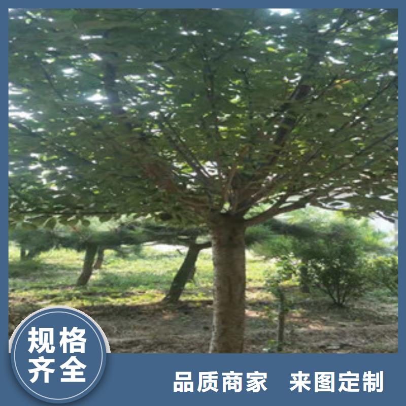 樱花樱桃苗品牌企业