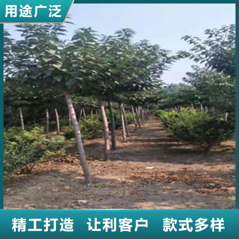 樱花核桃苗樱花苗长果桑树苗买的放心安兴用的舒心