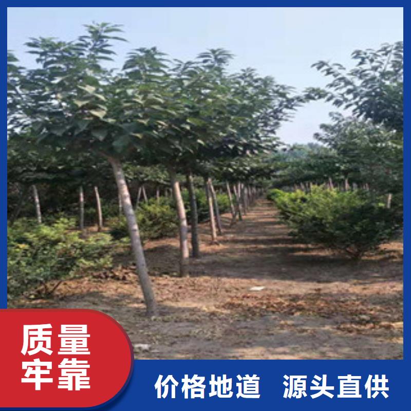 樱花-占地果树甄选好物