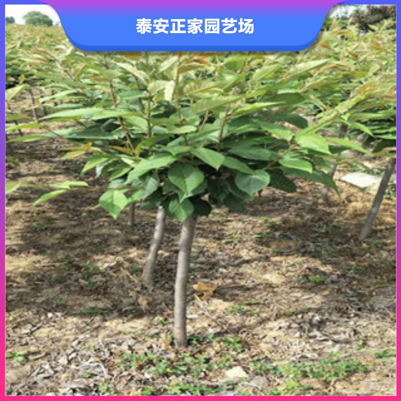 樱花-占地果树甄选好物