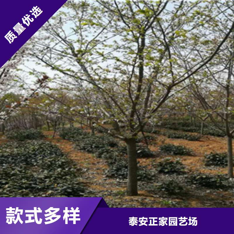 樱花绿化树绿化工程实力派厂家