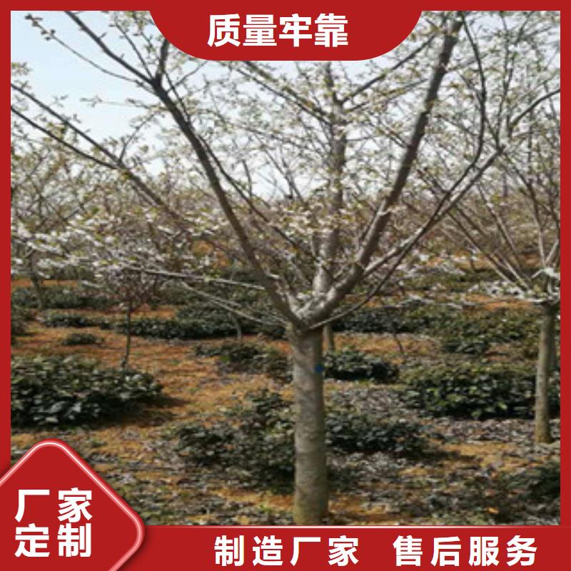 樱花樱桃苗品牌企业
