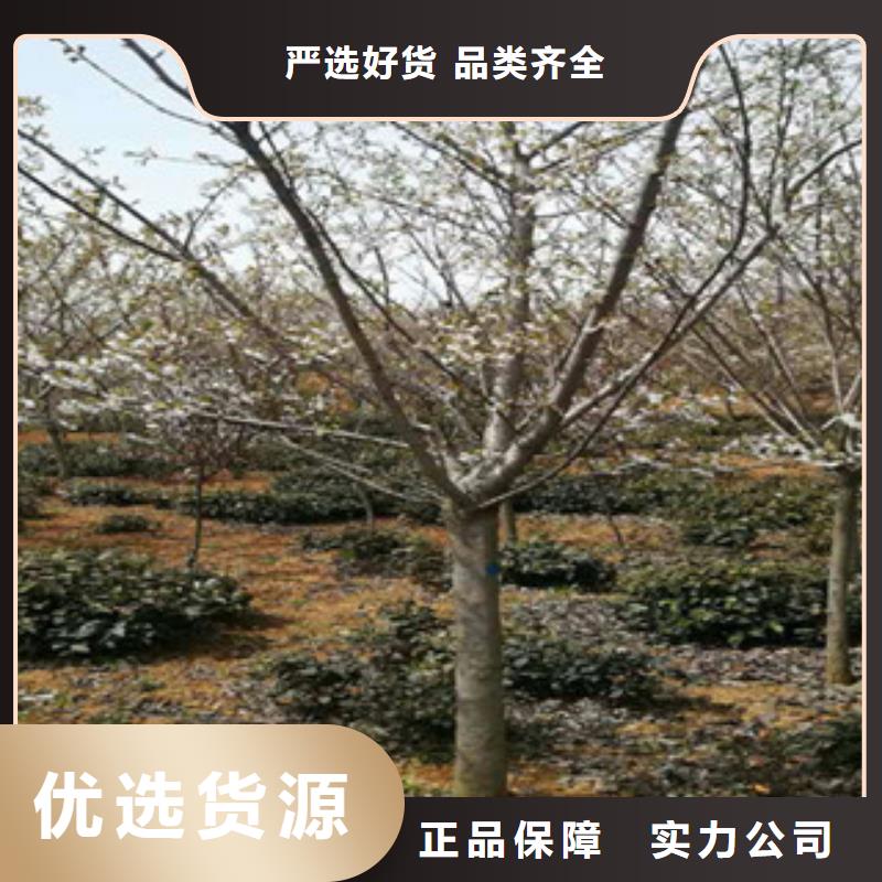 樱花绿化树绿化工程实力派厂家