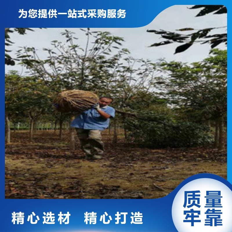 樱花樱桃苗品牌企业