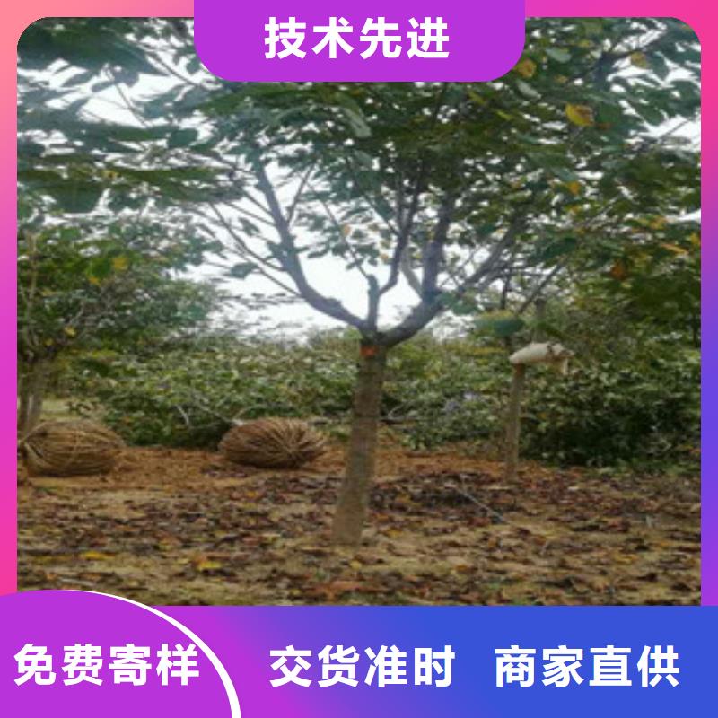 樱花核桃苗樱花苗长果桑树苗买的放心安兴用的舒心