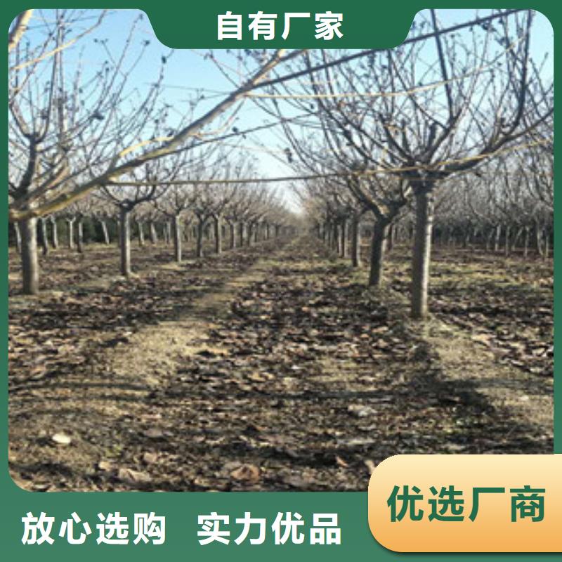 樱花樱桃苗品牌企业
