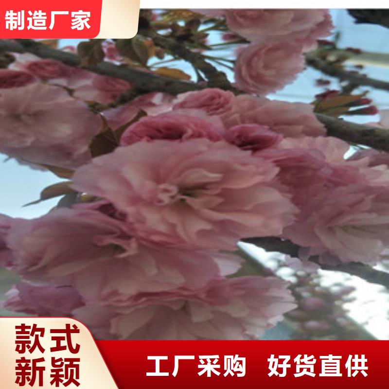 樱花-占地果树甄选好物