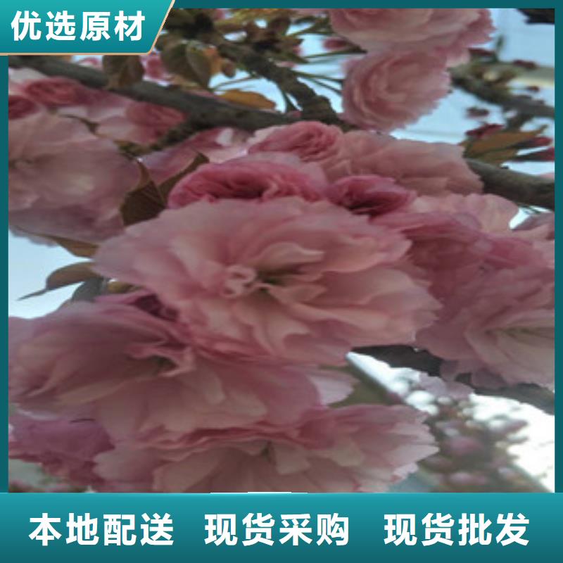 樱花-占地果树甄选好物