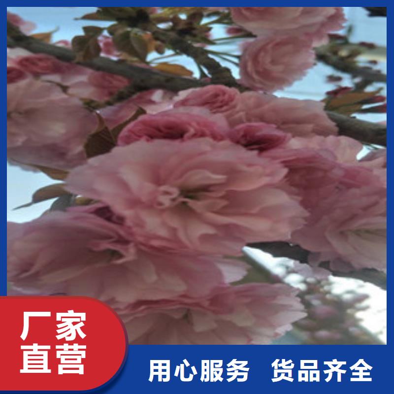 樱花绿化树绿化工程实力派厂家