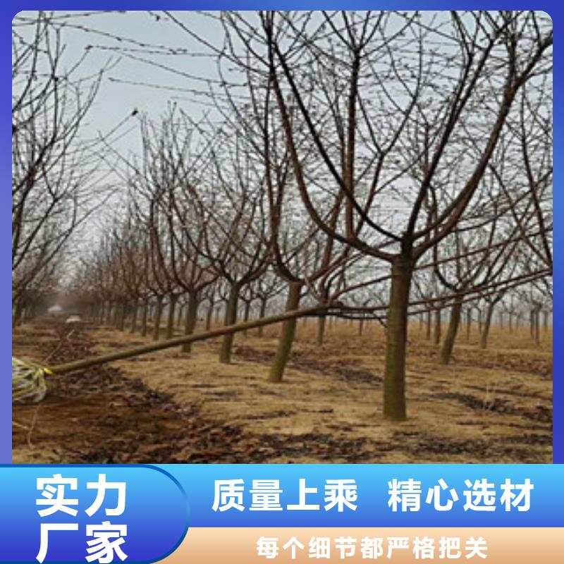 樱花绿化树绿化工程实力派厂家